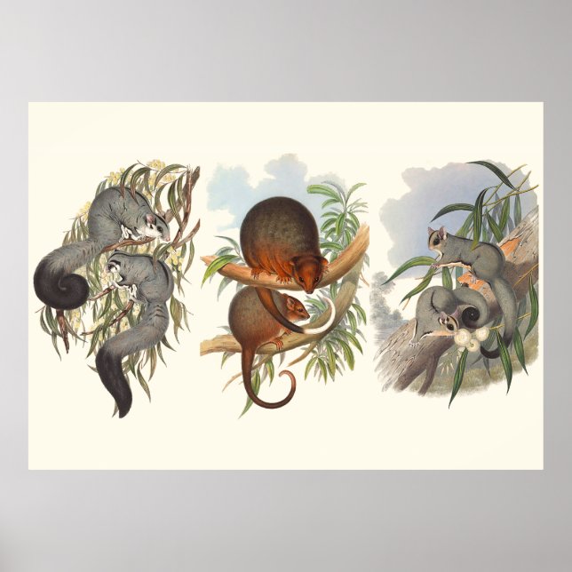 Animals Of Australia The Three Possums Poster (Front)