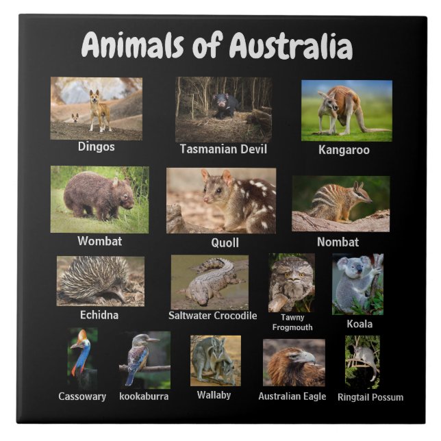 Animals of Australia Tile (Front)