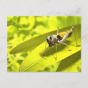 Animals postcards 34