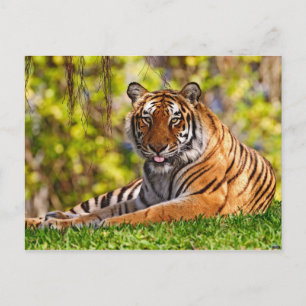 Animals postcards 37
