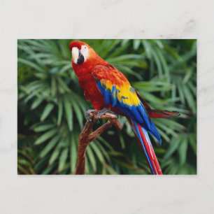 Animals postcards 41