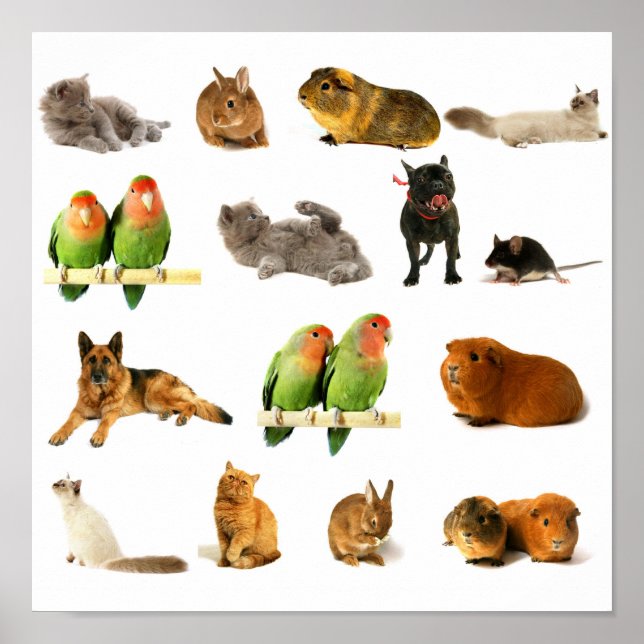 animals poster (Front)