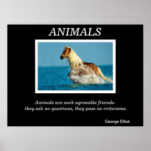 Animals Posters 31