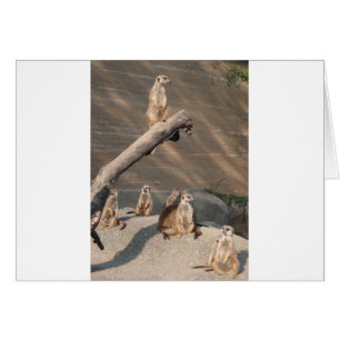 Animals  Wild  Mammals Meerkat