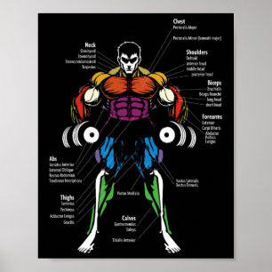 Anime Anatomy Muscle Chart 