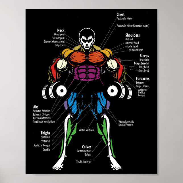 Anime Anatomy Muscle Chart  (Front)