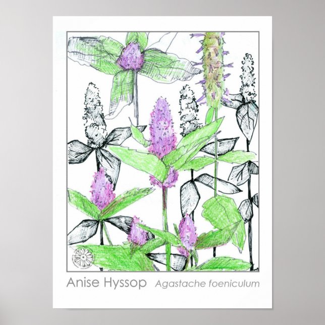 Anise Hyssop Purple Flowers Medicinal Herb Poster (Front)