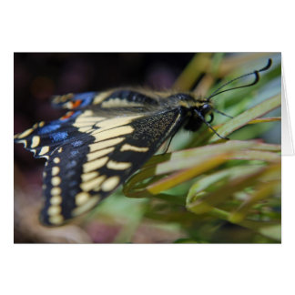 Anise swallowtail butterfly