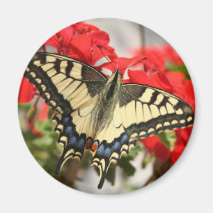 Anise Swallowtail Magnet