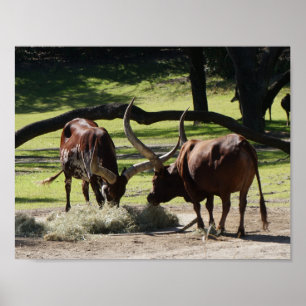 Ankole Cattle #2-2 Poster