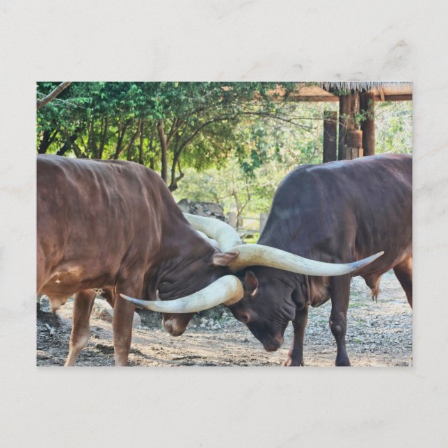 Ankole Cattle Fighting Postcard (Front)