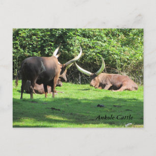Ankole Cattle Postcard