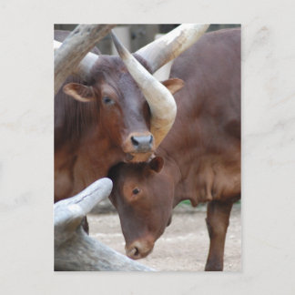 Ankole Cattle Postcard
