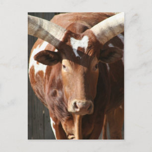 Ankole Watusi Steer With Huge Horns Postcard