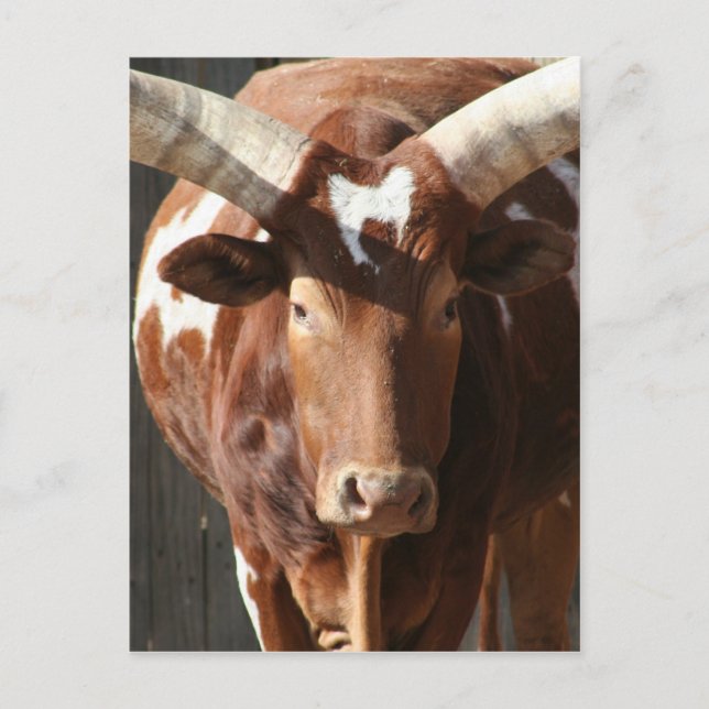 Ankole-Watusi Steer With Huge Horns Postcard (Front)