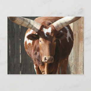 Ankole-Watusi Steer With Huge Horns Postcard