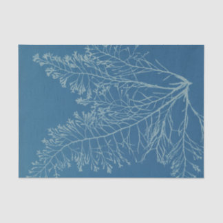 Anna Atkins Botanical Study Tissue Paper