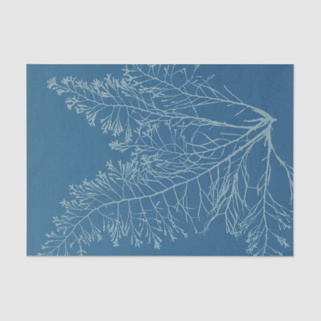 Anna Atkins Botanical Study Tissue Paper (Front)