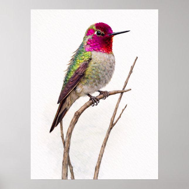 Anna,s Hummingbird Colourful Poster (Front)