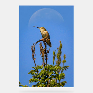 Anna’s Hummingbird Perched Against Full Moon Photo Acrylic Sign