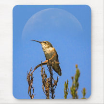 Anna’s Hummingbird Perched Against Full Moon Photo