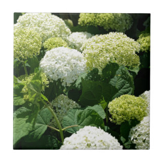 Annabelle Hydrangea Blossoms Tile