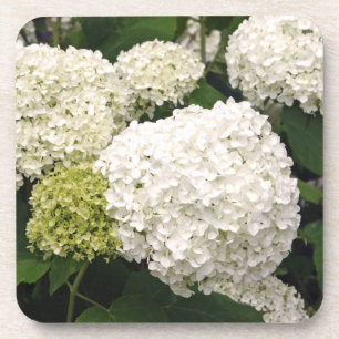 Annabelle Hydrangea Coaster