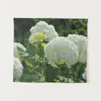 Annabelle Hydrangea