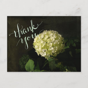 Annabelle  Hydrangea Thank-you Postcard