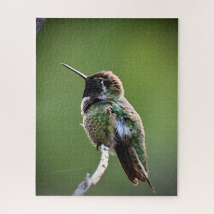 Anna's Hummingbird Acrylic Print Jigsaw Puzzle