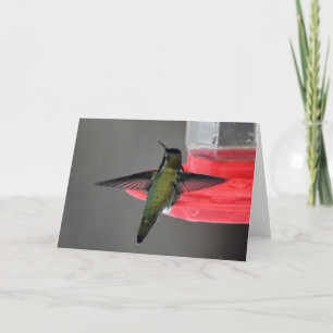 Anna's Hummingbird Frameable Art Card