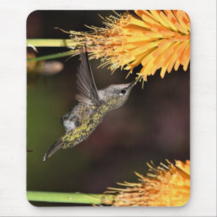 Anna's hummingbird, hummingbird, bird mouse pad