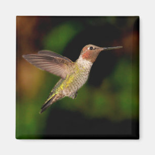 Anna's Hummingbird in Flight Magnet