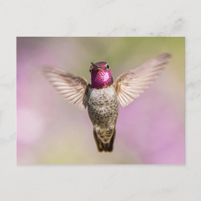 Anna's Hummingbird in Flight Postcard (Front)