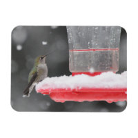 Anna's Hummingbird in the Snow