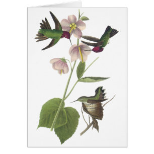 Anna's Hummingbird, James Audubon