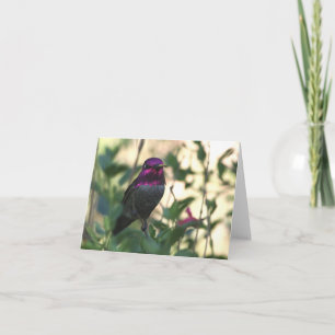 Anna's Hummingbird - Joe Sweeney - card