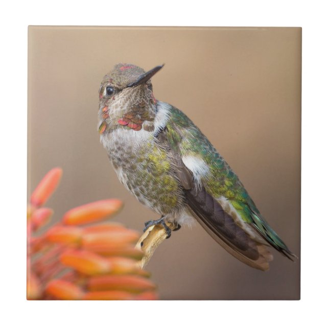 Anna's Hummingbird on Orange Aloe Blossom Tile (Front)