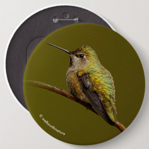 Anna's Hummingbird on Scarlet Trumpetvine 6 Cm Round Badge