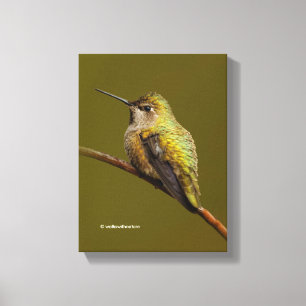Anna's Hummingbird on the Scarlet Trumpetvine Canvas Print