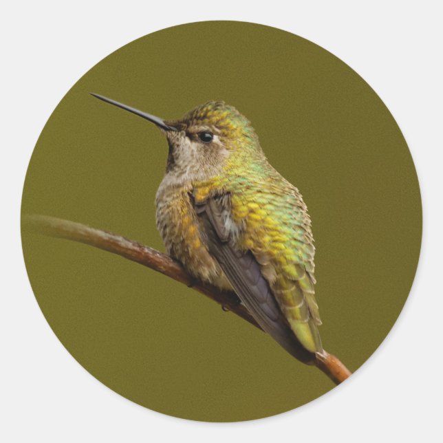 Anna's Hummingbird on the Scarlet Trumpetvine Classic Round Sticker (Front)