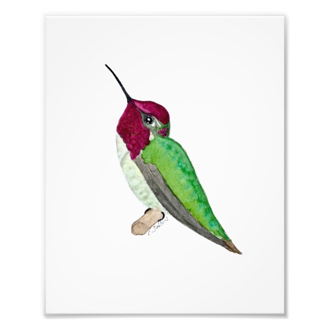 Anna's Hummingbird Photo Print (Front)