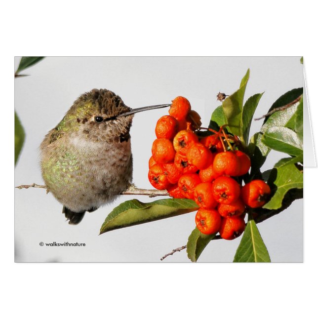 Anna's Hummingbird Poses with the Pyracantha (Front Horizontal)