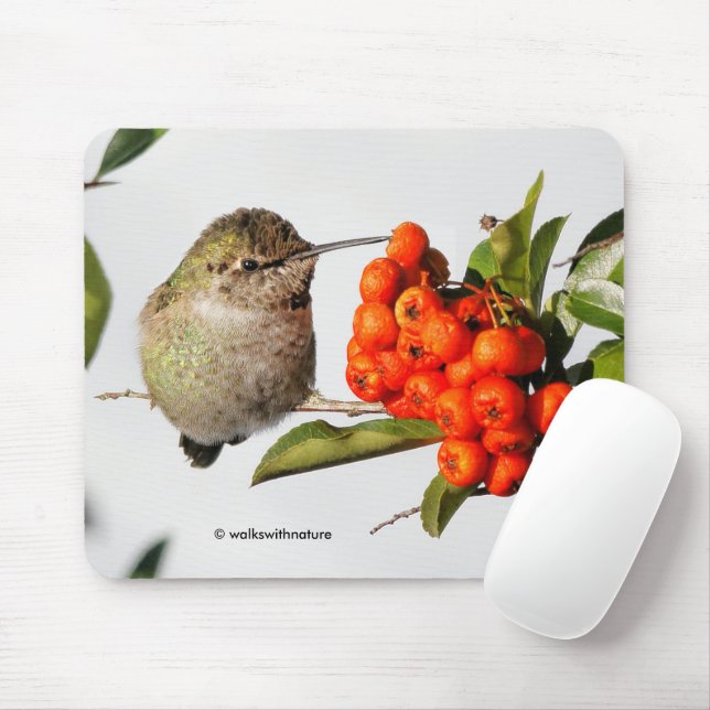 Anna's Hummingbird Poses with the Pyracantha Mouse Pad (With Mouse)