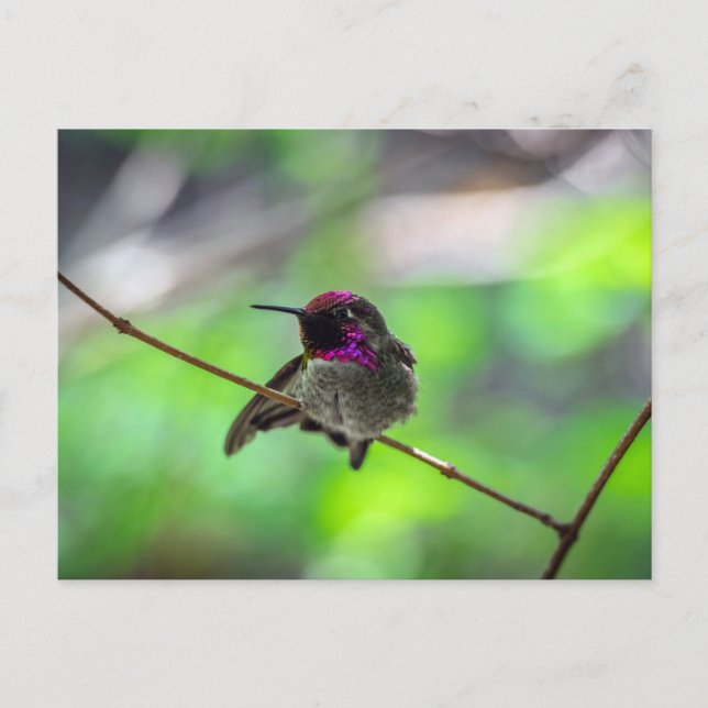 Anna's Hummingbird Postcard (Front)