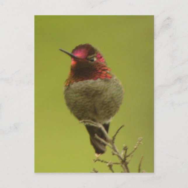 Anna's Hummingbird Postcard (Front)