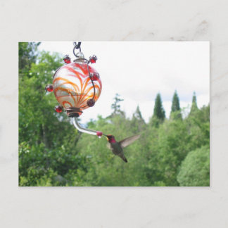 Anna's Hummingbird Postcard