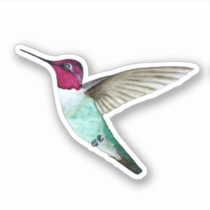 Anna's Hummingbird  Sticker