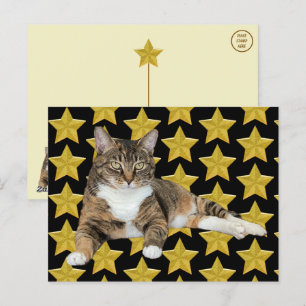 Annie's Star : Cat Postcard