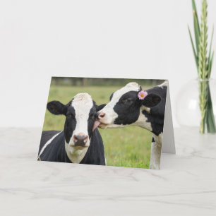 Anniversary Holstein Cow Kiss in Farm Pasture Card